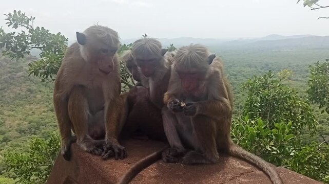 Monkeys enjoying the view, playful mood, sitting on a rock, nature backdrop