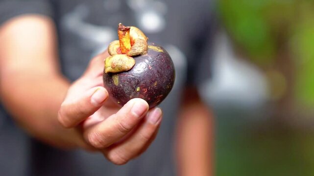 Enjoying mangosteen (Garcinia mangostana) a tropical fruit that is purple and sweet.