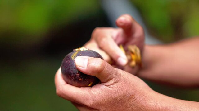 Enjoying mangosteen (Garcinia mangostana) a tropical fruit that is purple and sweet.