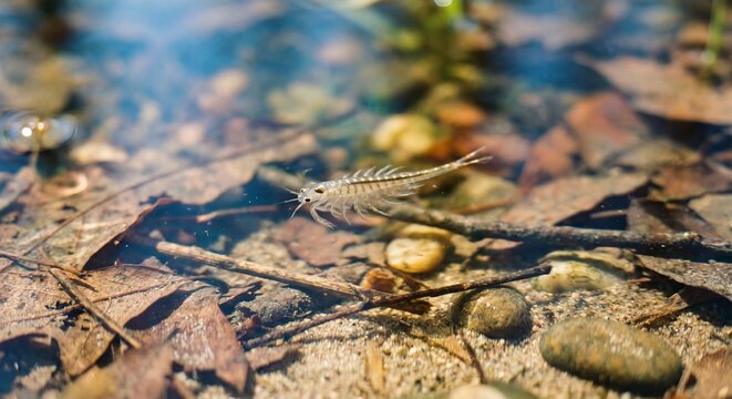 A small triops crustacean swimming in shallow water over a bed of autumn leaves and river stones.