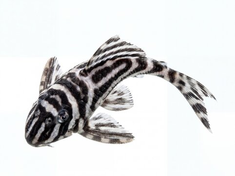 A striking zebra pleco fish with bold black and white stripes isolated on a plain white background.