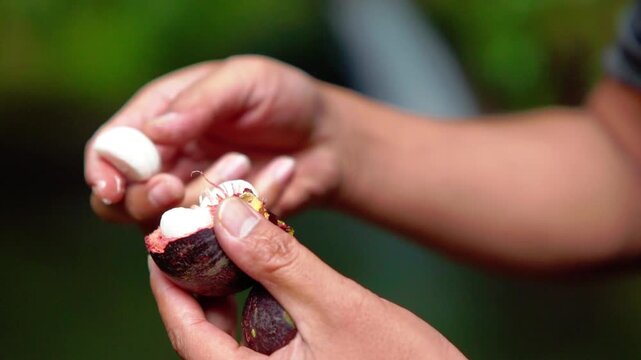 Enjoying mangosteen (Garcinia mangostana) a tropical fruit that is purple and sweet.