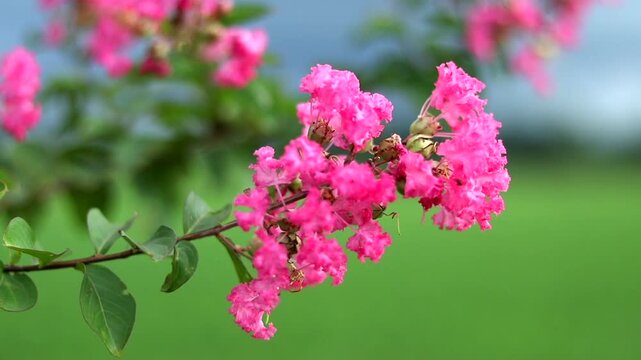 Bright pink crepe myrtle blossoms in sharp focus against a soft green landscape and cloudy sky, creating a fresh floral background perfect for botanical, seasonal, nature, and design projects.
