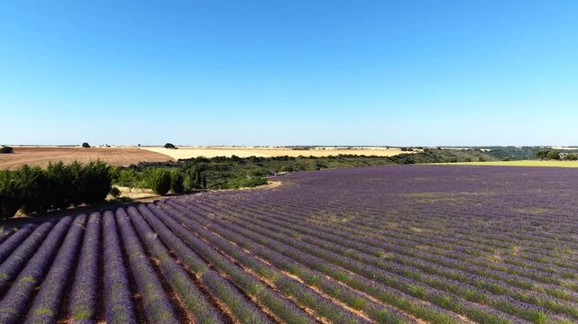 Aerial view flying over a vast purple lavender plantation with beehives for honey production