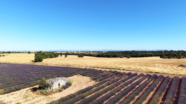 Aerial view flying over a lavender cultivation field with a traditional stone trullo building