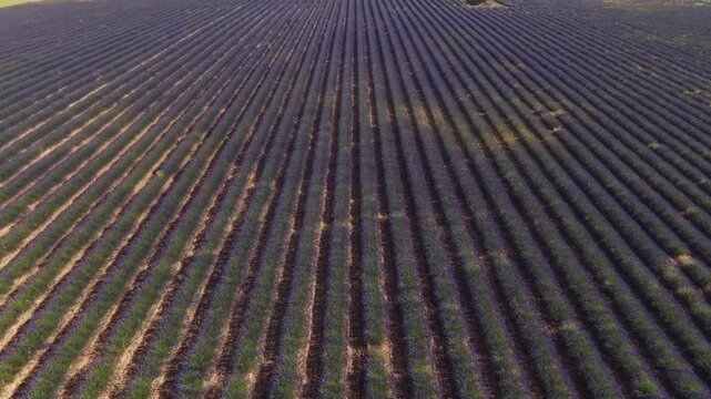 Aerial dolly in flight revealing a vast purple lavender field under a clear blue sky