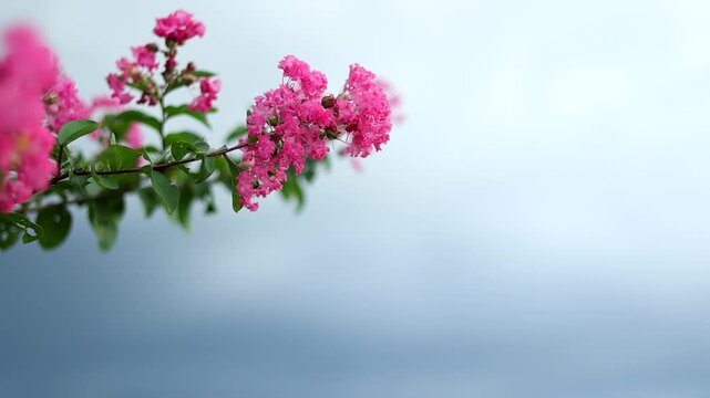 Delicate pink crepe myrtle blossoms blooming on a leafy branch against a soft cloudy sky, creating a vibrant natural scene with gentle bokeh, ample copy space, and a peaceful seasonal atmosphere.