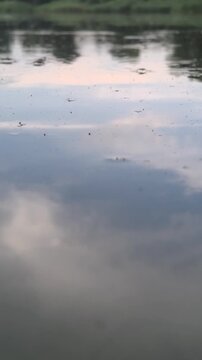 Mesmerizing water striders glide across a tranquil, glass-like pond. Gentle ripples distort the beautiful sky reflection. Perfect serene nature footage for relaxing and calming video projects.