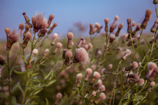 Thistle flower heads gone to seed with fluffy pappus growing in meadow field under blue sky