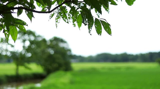 Leafy tree branches overlooking lush green rice fields in a peaceful countryside landscape, showcasing vibrant farmland, natural beauty, and a serene rural atmosphere perfect for agriculture