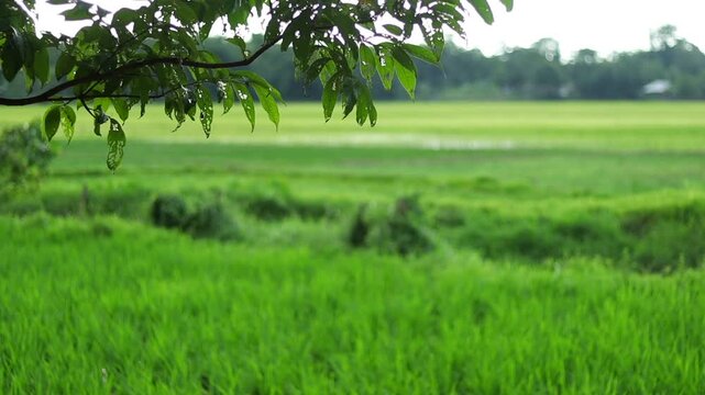Fresh green rice fields framed by leafy tree branches in a peaceful countryside setting, showcasing vibrant farmland, natural beauty, and a calm rural atmosphere perfect for agriculture