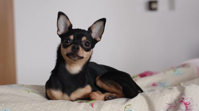 Small black and tan Chihuahua dog lying and resting comfortably on floral patterned bedding with pink roses and polka dot pillow