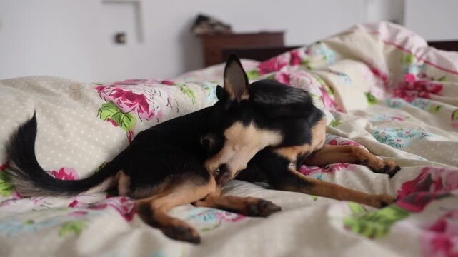 small black and tan Chihuahua dog lying and resting comfortably on a floral patterned bedding with pink roses and polka dot pillow