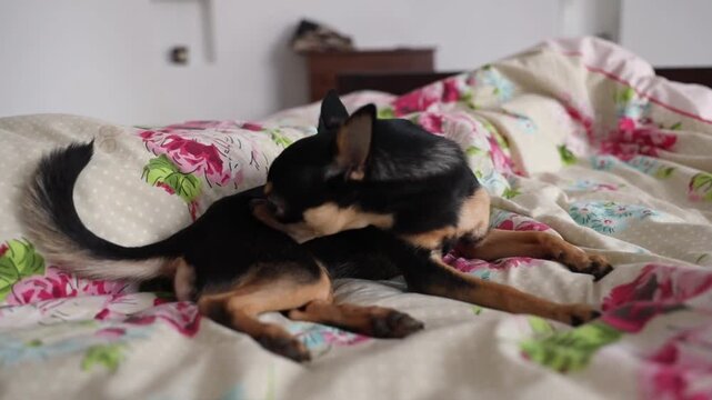 small black and tan Chihuahua dog lying and resting comfortably on a floral patterned bedding with pink roses and polka dot pillow