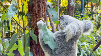 Obraz premium Koala Climbing a Gum Tree to Eat Eucalyptus Leaves in Australia