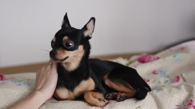 small black and tan Chihuahua dog lying and resting comfortably on a floral patterned bedding with pink roses and polka dot pillow