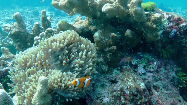 4K underwater footage of false percula clownfish swimming in a sea anemone next to a small nudibranch on a coral reef in the Similan Islands Thailand.