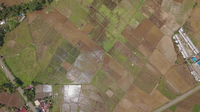 Topview Of Rice Fields In A Small Farmer Village In Saint Bernard, Southern Leyte, Philippines. Aerial Ascending Shot