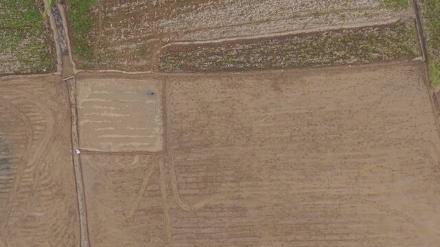 Top View Of A Local Farmer Working In Rice Fields Within A Countryside Farm Village In Saint Bernard, Southern Leyte, Philippines. Aerial Shot