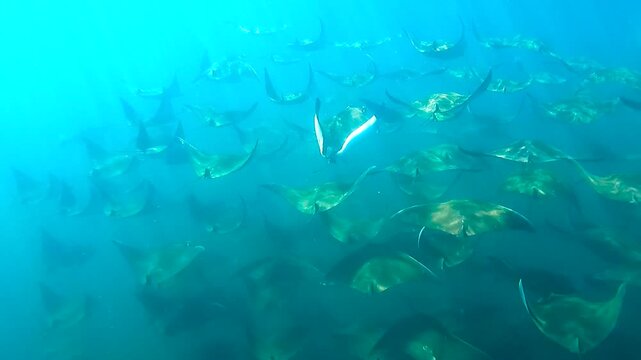 Mobulas or manta rays swimming in slow motion, Baja California Sur, Mexic