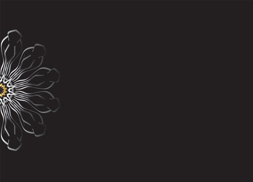 Monochrome Abstract Flower Petals with Black Background