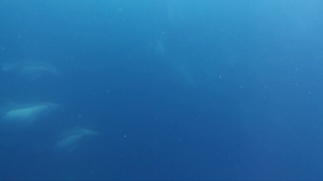 A group of common dolphins swimming in the ocean in Baja California Sur, Mexico