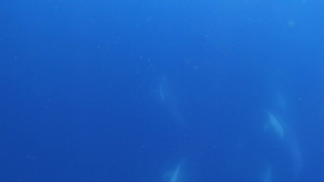 Common dolphins swimming in slow motion, Baja California Sur, Mexico