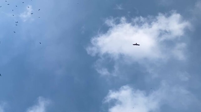 A lone eagle bird flying in the blue sky separately from the flock, looking up view