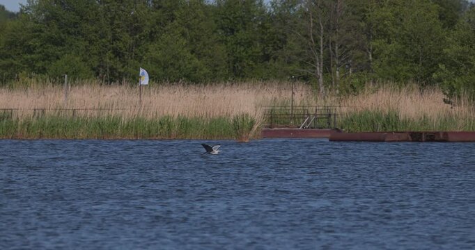 Grey heron flying over a lake past a stilt house and along a reed shore