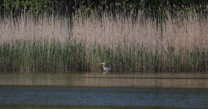 Grey heron walking among thick reeds on a lake shore