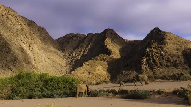 A group of desert elephants in the evening light in a dry river valley in Namibia. A female elephant tries to bring her calf to heel, but the baby prefers to run towards its playmate.