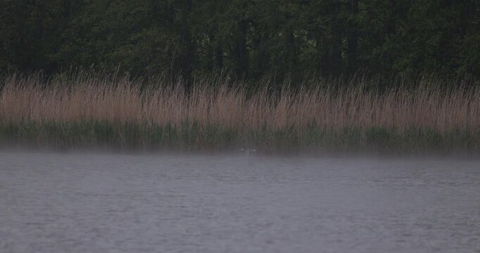 Distant view of one grey heron taking off, flying over a lake and landing back into reeds in thick fog