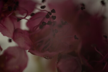 pink pflanze makro natur