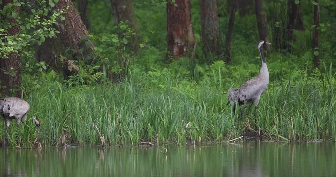 Two common cranes walking along a forest lake shore in light fog