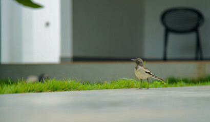 small bird on the floor near pool © Antony