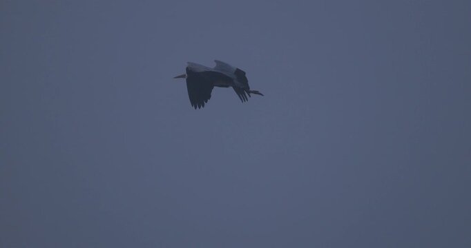Grey heron flying in the sky over a lake in thick fog