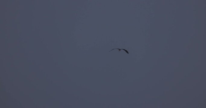 Distant view of one grey heron catching a fish from a lagoon and flying to a pier in thick fog during evening