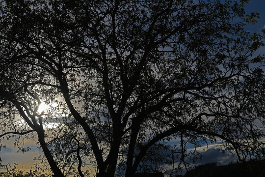 intricate silhouette of a large deciduous tree, against a cloudy sky val di funes south tyrol italy