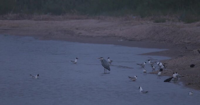 Grey heron and a flock of seagulls on a sandy bay shore in thick evening fog