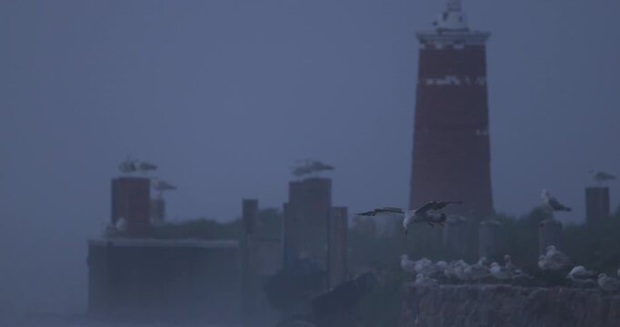 Seagull flying in thick evening fog and dropping a fish from its beak into water near a lighthouse