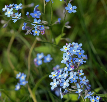 Forget-me-not flowers (Myosotis), a herbaceous plant of the Boraginaceae family. They are famous for their small, delicate flowers, usually a deep blue with a yellow center