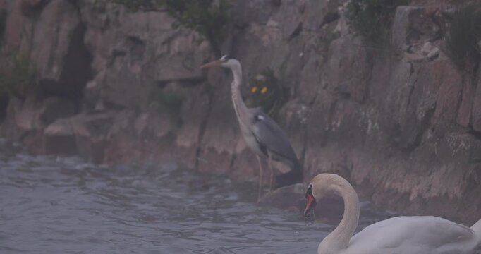 Grey heron standing and white swan swimming near a stone pier wall in thick fog