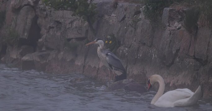 Grey heron standing and white swan swimming near a stone pier wall in thick fog