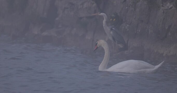 White swan swimming in the foreground with a grey heron standing on a stone pier wall in thick fog