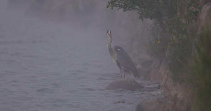 Close up view of a grey heron standing on a rock in thick fog, turning its head and looking into the camera 