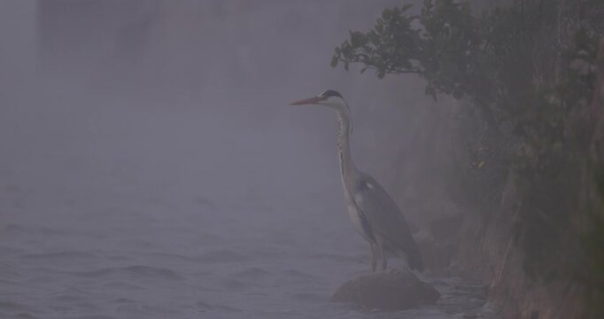 Close up view of a grey heron standing on a rock in thick fog and looking away