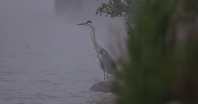 Close up view of a grey heron standing on a rock in thick fog and looking away