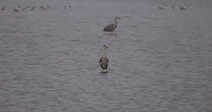 Grey herons standing in the shallow water of a bay