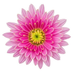 Obraz premium Vibrant pink gerbera daisy in full bloom isolated on transparent background