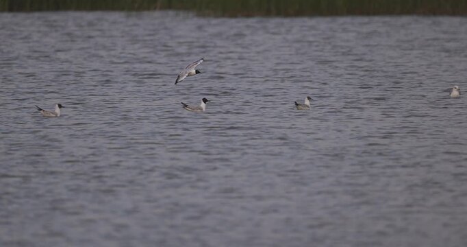 Panning shot of seagulls flying over water and revealing grey herons standing near a reed shore